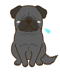 落ち込む黒パグ