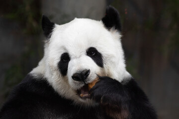 Naklejka na ściany i meble Close up Cute Panda eating carrot