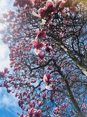 Blossoming trees in Spring/Summer