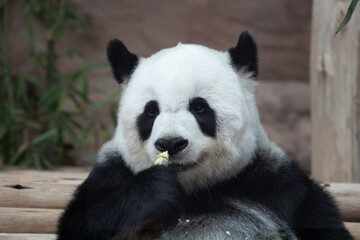 Obraz premium Cute Panda eating bamboo shoot