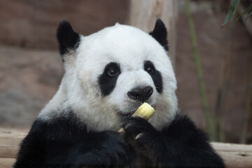 Obraz na płótnie Canvas Fluffy Panda Holding Sugar cane 