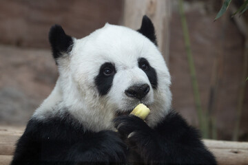 Sweet female panda eating bamboo shoot