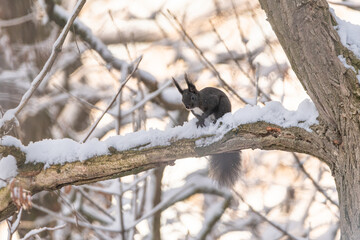 Eichhörnchen im Baum sitzend