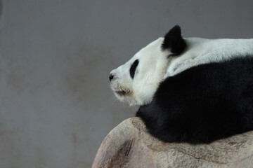 Side profile of a fluffy panda