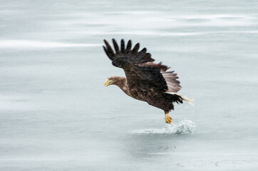 Obraz premium white tail eagle