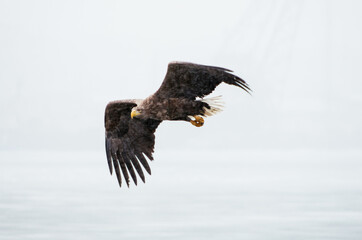 white tail eagle