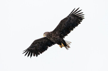 white tail eagle