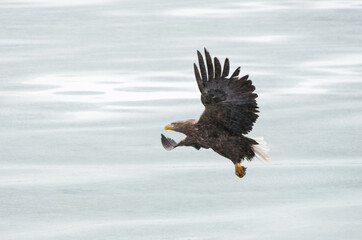 white tail eagle