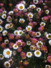 Wild Field of Flowers