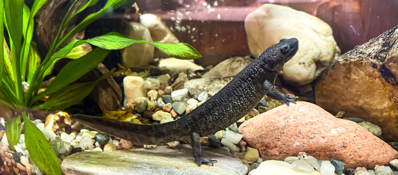 Pleurodeles waltl in aquarium - Spanish ribbed newt, also known as the Iberian ribbed newt