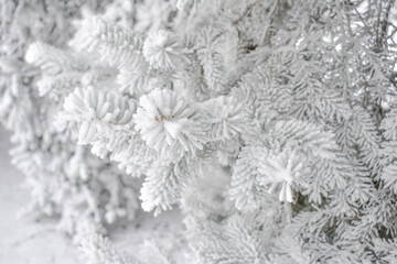 spruce tree branch with hoarfrost, needles close-up. Christmas, pure nature. Graphic resources, copy space