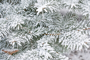 spruce tree branch with hoarfrost, needles close-up. Christmas, pure nature. Graphic resources, copy space