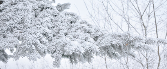 spruce tree branch with hoarfrost, needles close-up. Christmas, pure nature. Graphic resources, copy space