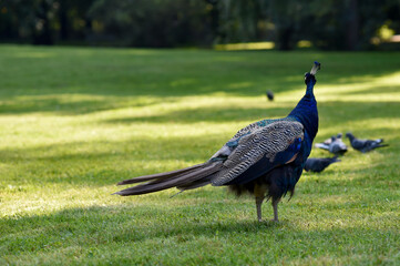 Peacock in Royal Baths Park in Warsaw