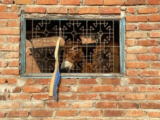 A donkey looking out of a barred window in a brick wall.