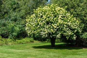 Fototapeta na wymiar Flowering Tree in Lawn