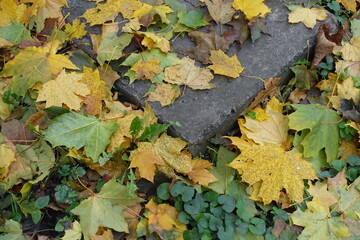 Colorful fallen leaves of maple covering greenery and grey concrete slab in November