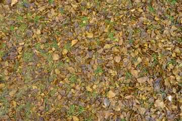 Brown fallen leaves of mulberry covering the ground in December