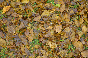 Dead brown fallen leaves of mulberry covering the ground in December