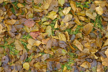Dark brown fallen leaves of mulberry in the grass in December