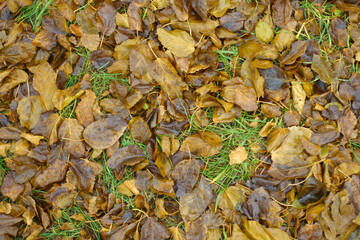 Dull brown fallen leaves of mulberry in the grass in december