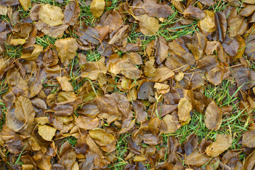 Fallen leaves of mulberry in the grass in december