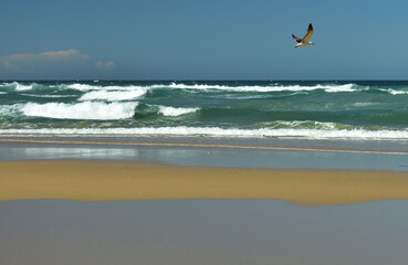 A seagull flying over the beach at low tide with the sea and waves in the background