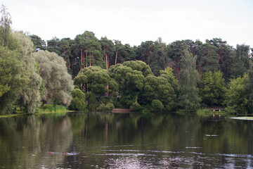 lake pond, white and Crack Brittle willows (salix alba and fragilis bullata), pine trees in back....