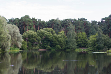 lake pond, white and Crack Brittle willows (salix alba and fragilis bullata), pine trees in back. Landscape panorama at  Serebryany Bor (Silver pinewood) forest park. Khoroshevskoye, Moscow, Russia
