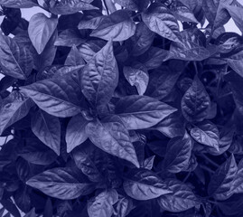 The background of the leaves of a houseplant or seedlings is colored in shade / new trend color of 2022 year Very Peri. Monochrome. Wallpaper for blogs in social networks. Copy space