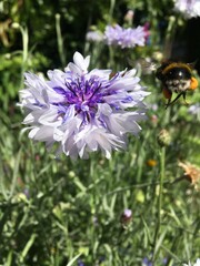 Flying Bumblebee to Flowers