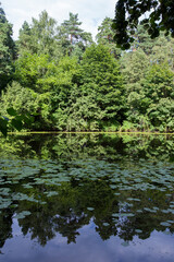 woods trees green foliage reflected in lake pond. Filled frame landscape panorama at  Serebryany Bor (Silver pinewood) forest park. Khoroshevskoye, Moscow, Russia
