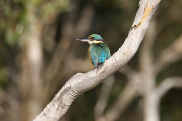 Forest Kingfisher sitting on a Eucalyptus branch in the morning light, Queensland, Australia.