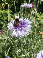 Happy Bumblebee 