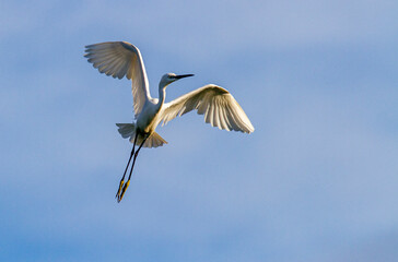 Little Egret behavior in breeding colony