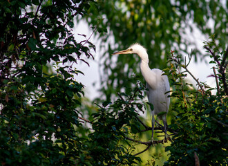 Little Egret behavior in breeding colony