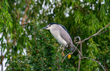 Black-crowned Night Heron in breeding colony