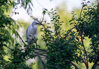 Little Egret behavior in breeding colony