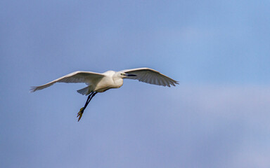 Little Egret behavior in breeding colony