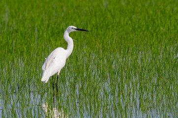Little Egret behavior in breeding colony