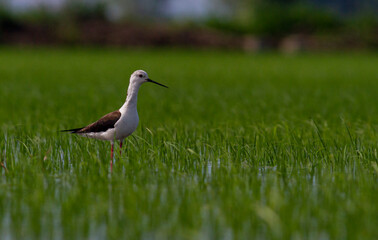 Black-winged Stilt in rise field