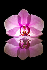 Fototapeta na wymiar A decorative orchid flower blossom
