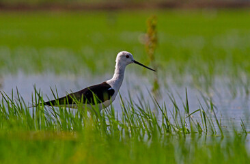 Naklejka premium Black-winged Stilt in rise field