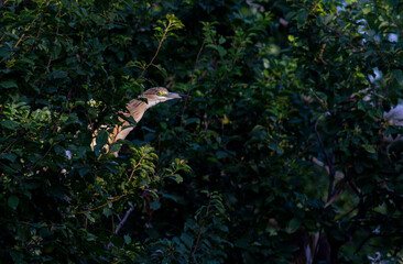 Squacco Heron in breeding colony