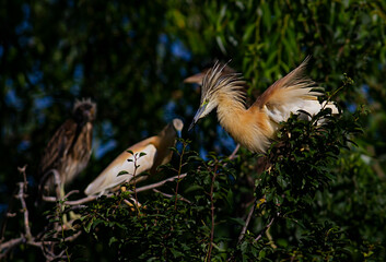 Squacco Heron in breeding colony