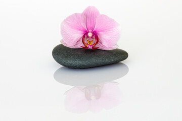 Obraz na płótnie Canvas A decorative orchid flower blossom