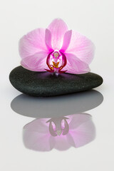 A decorative orchid flower blossom
