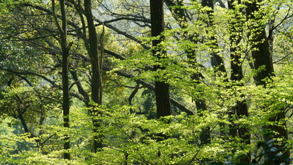 The beautiful spring landscape in the forest with the fresh green trees and the warm sunlight