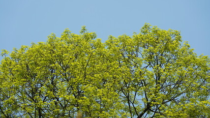 Obraz premium The beautiful spring landscape in the forest with the fresh green trees and the warm sunlight