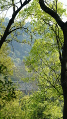 The beautiful spring landscape in the forest with the fresh green trees and the warm sunlight